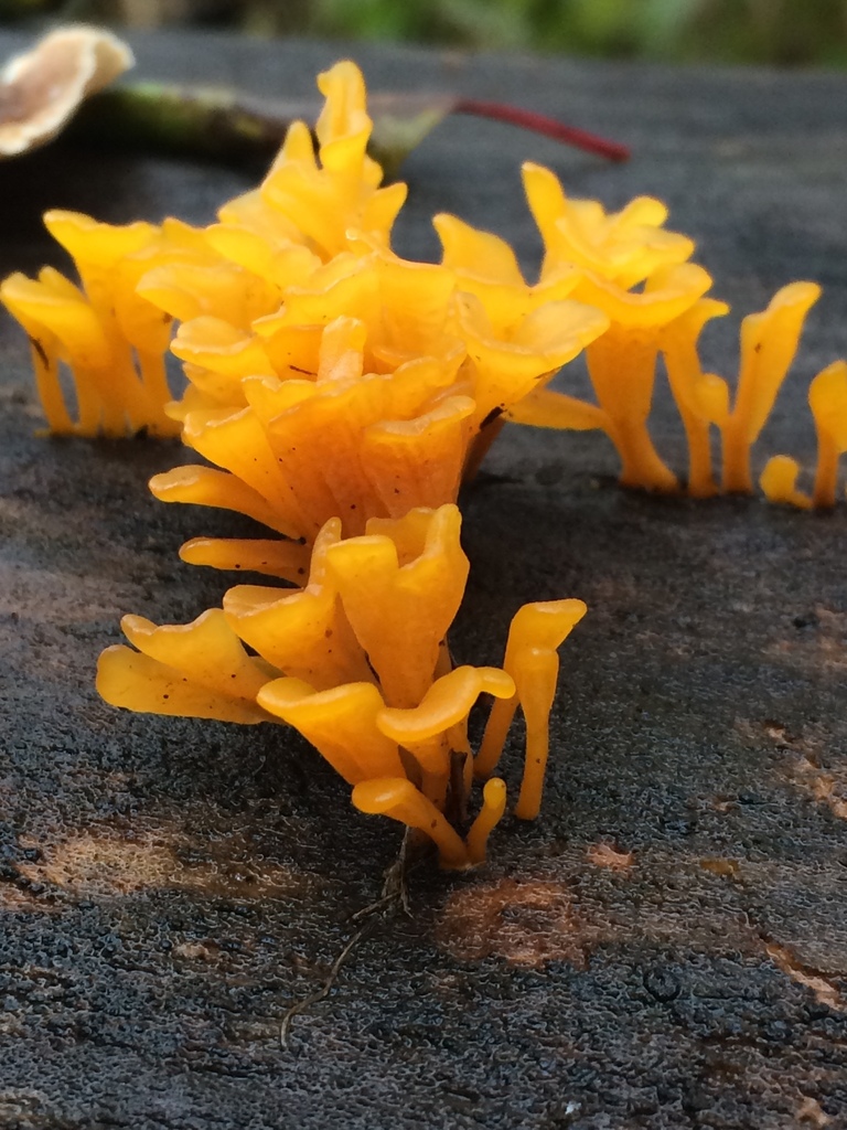 Fan-shaped Jelly Fungus