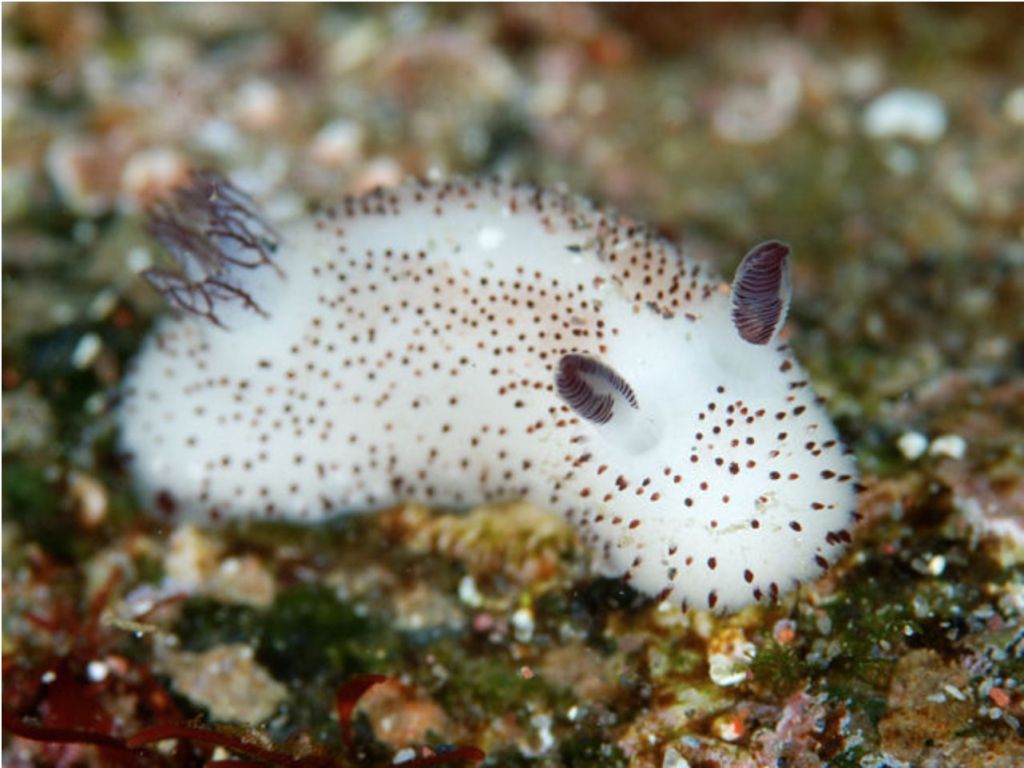 Sea Slugs: Nature’s Most Unique Underwater&nbsp;Creatures
