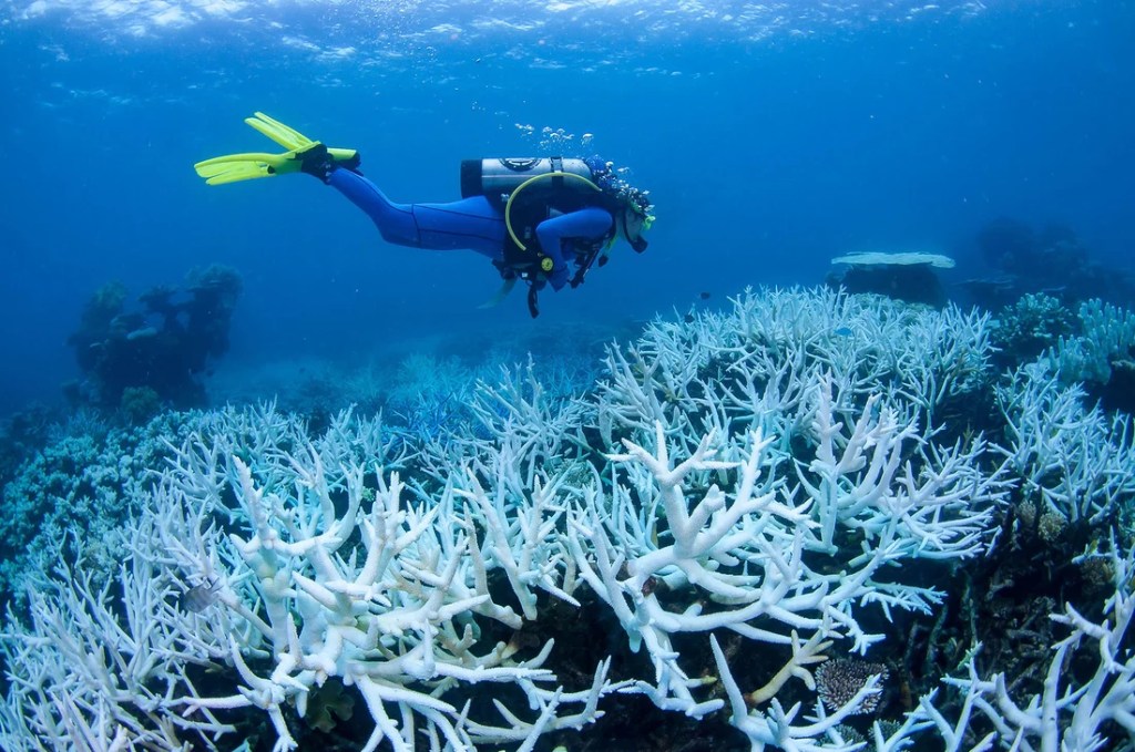 Coral Bleaching and Why You Should&nbsp;Care