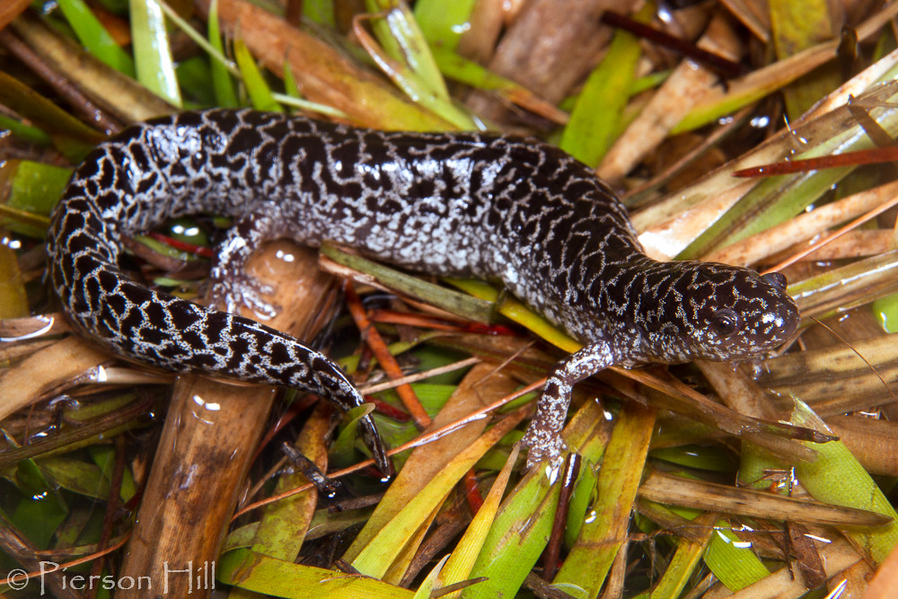 Endangered Species: The Frosted Flatwoods&nbsp;Salamander