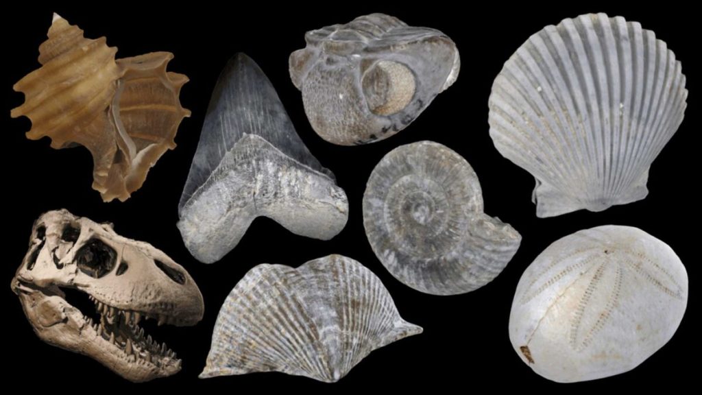 What is a&nbsp;Fossil?